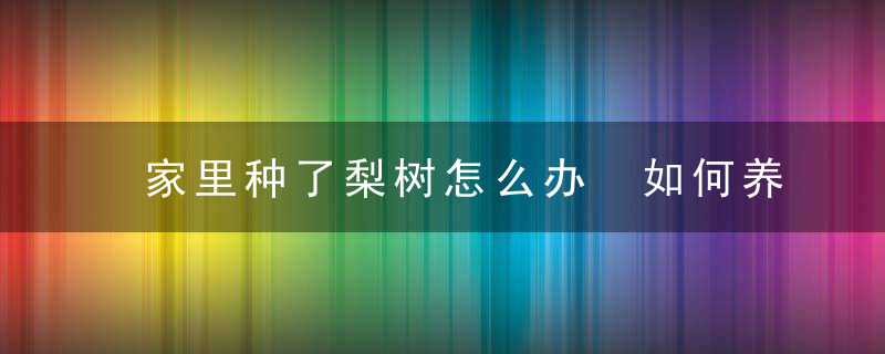家里种了梨树怎么办 如何养殖梨树